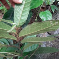 Uvaria sphenocarpa Hook.f. & Thomson